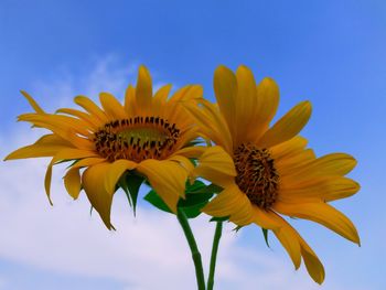 Close-up of sunflower against blue sky