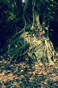 View of trees in the forest