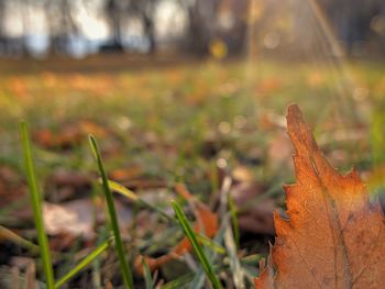Close-up of dry maple leaves on field