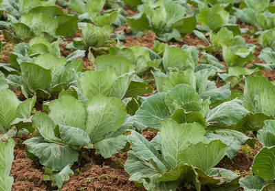 Close-up of green plants growing on field