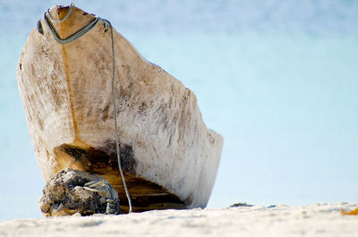 Close-up of horse on the beach