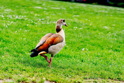 Mallard duck on field