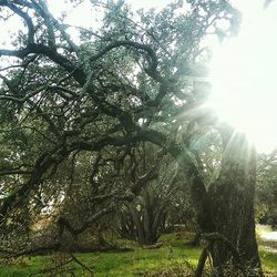 Sun shining through trees