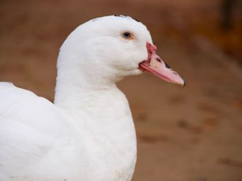 Close-up of swan