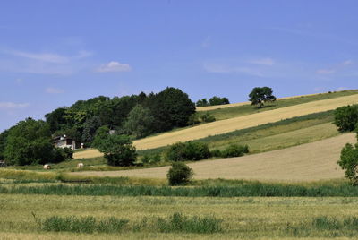 Scenic view of field against sky