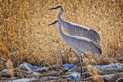 High angle view of gray heron