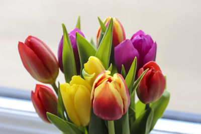 Close-up of multi colored tulips