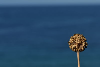 Close-up of wilted flower against blue sky