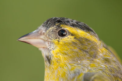 Close-up of a bird looking away