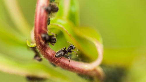 Close-up of ant on plant