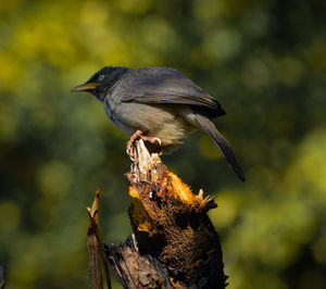 Close-up of bird perching on tree