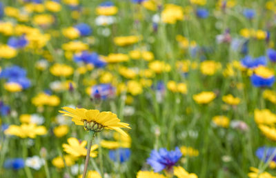 Close-up of yellow flowering plant on field