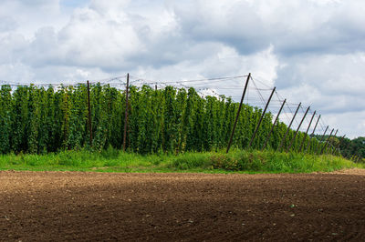 Plants growing on field against sky