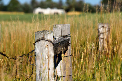 grass