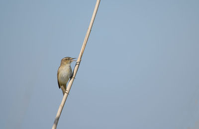 Low angle view of bird perching on cable against clear sky