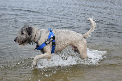 Dog on beach