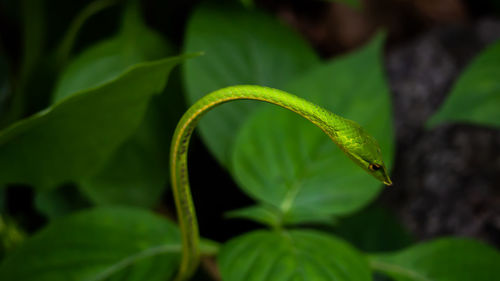 Close-up of green leaf