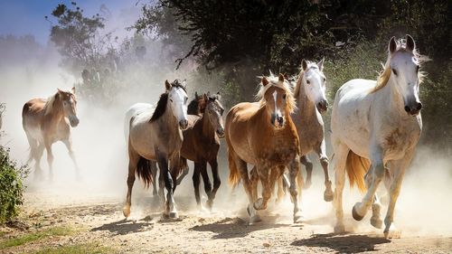 Horses on a dirt road