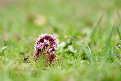 Close-up of purple flowering plant on field