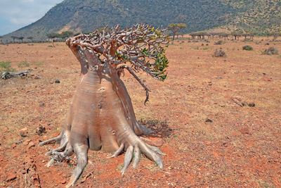 Dead tree on field