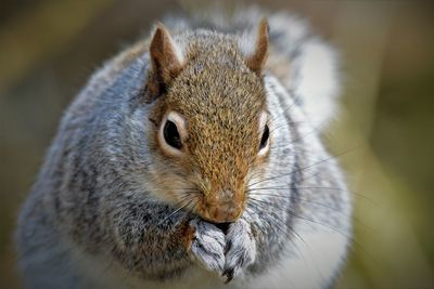 Close-up portrait of squirrel