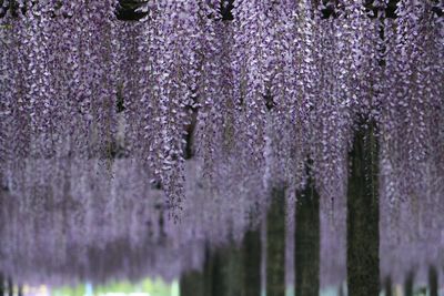 Hanging lavender flowers