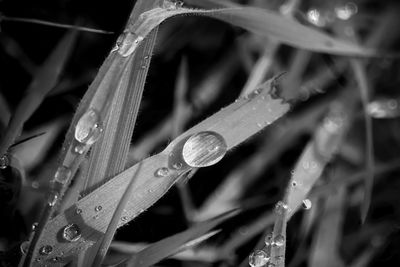 Close-up of water drops on grass