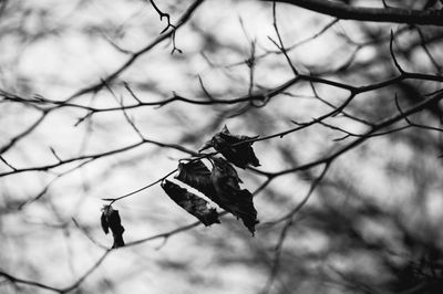 Close-up of a bird on branch