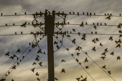 Low angle view of birds perching on cable