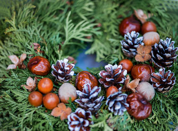 Close-up of fruits on plants