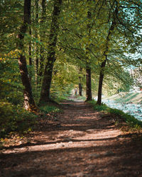 Road amidst trees in forest