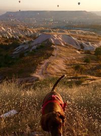 Dog on field against hot air balloons over cappadocia