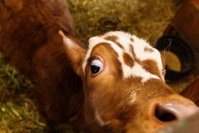 Close-up portrait of a horse