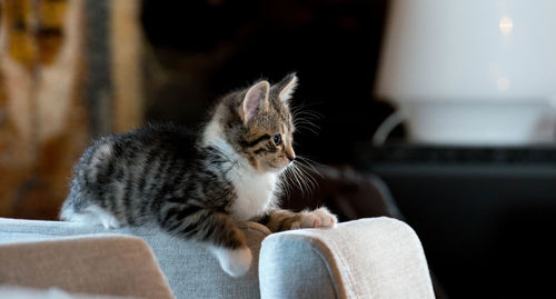 Cute kitten relaxing on chairs at home