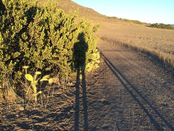 Shadow of people on field