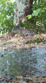 Rocks in water