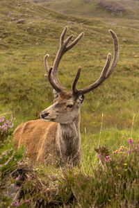 Deer standing on grassy field