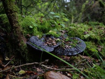 Close-up of turtle on field in forest