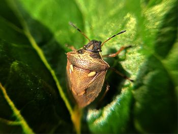 Close-up of insect on leaf