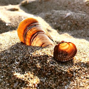 Close-up of snail on sand