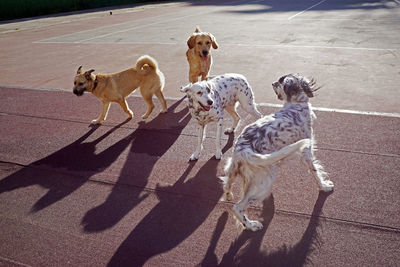 Dogs playing in the park