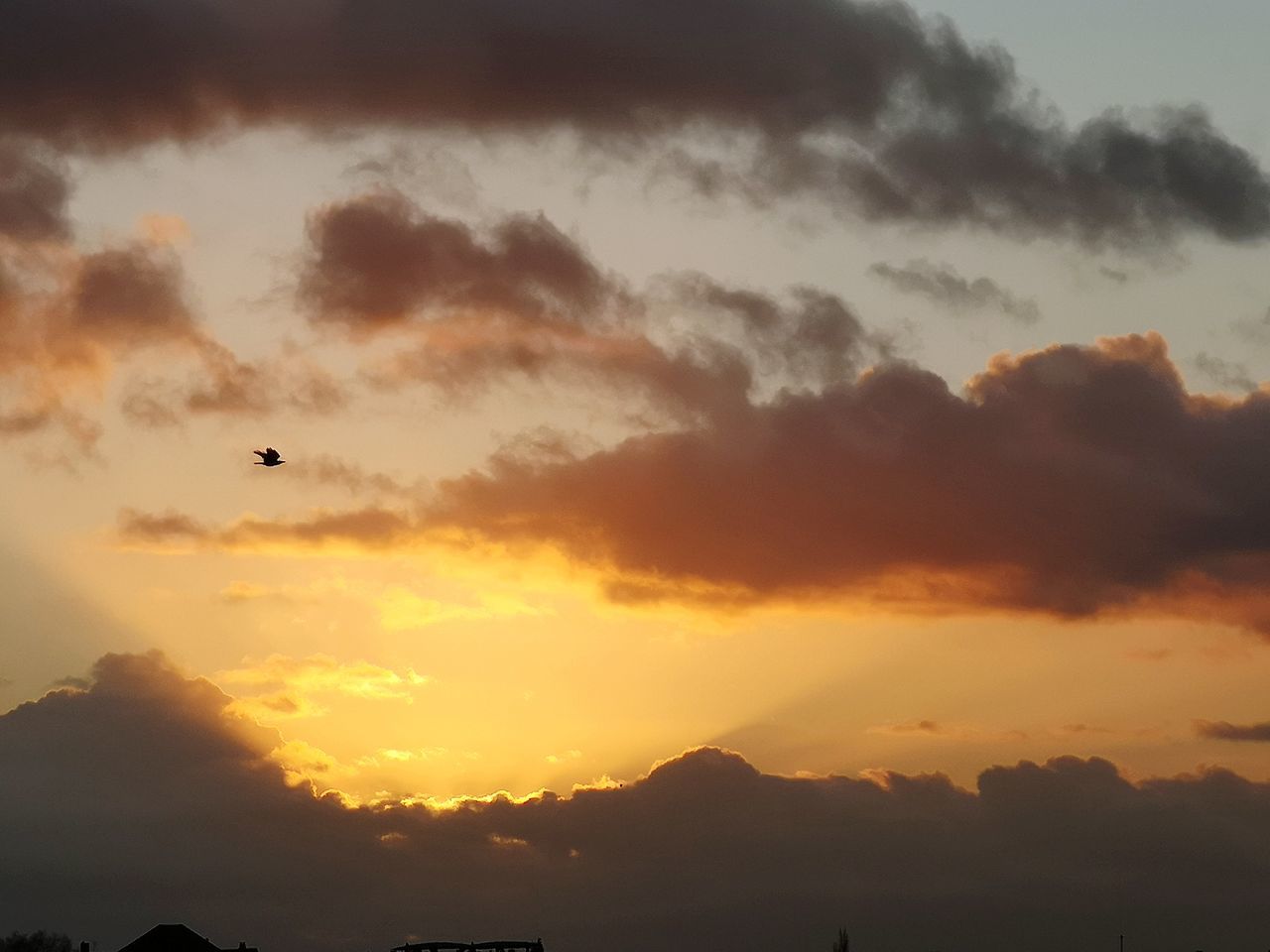 SILHOUETTE OF BIRDS FLYING IN SKY