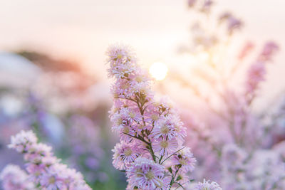 Purple aster flower field in beautiful sunset with blur background