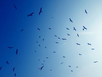 Low angle view of birds flying in the sky