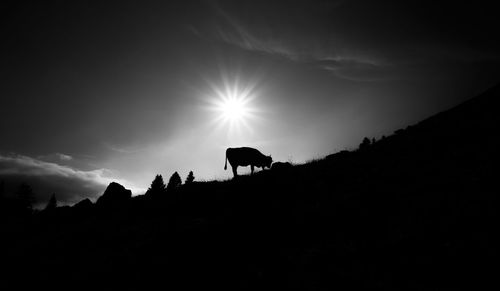 Silhouette of cow