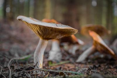 Close-up of mushroom growing in forest