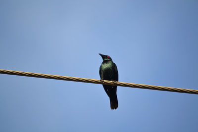 Low angle view of bird perching on cable against clear sky