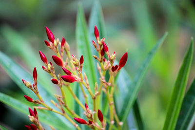 Close-up of red flowering plant in field