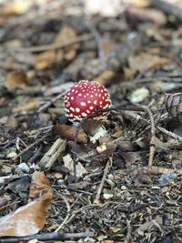 Close-up of mushroom growing on field