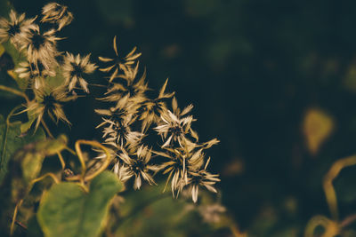 Close-up of plant